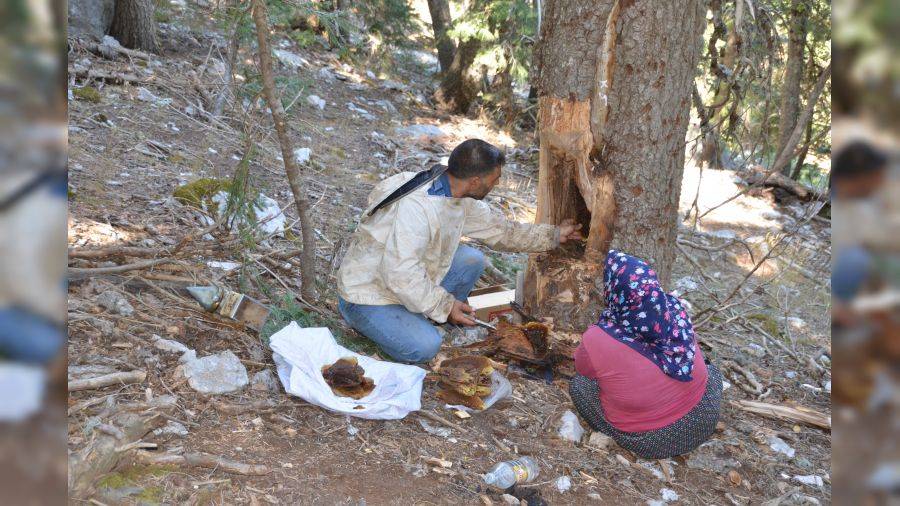Hadim’in dağlarında ‘firari balı’ hasadı zamanı 4